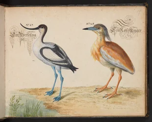 Lägg till 6485 f.19 Avocet och Squacco Heron
