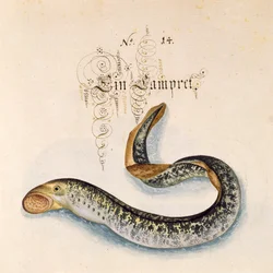 Lägg till 6485 f.50 Sea Lamprey