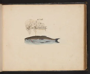 "En exakt naturlig beskrivning och avgränsning av vattenfåglar, fiskar, fyrfotade bestar, insekter och maskar, som finns i vattnet vid Strassburg [Strasbourg], som jag själv sköt och hanterade. Leonard Baldner, Fisher and Citizen i Strassburg ", c