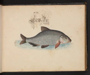 "En exakt naturlig beskrivning och avgränsning av vattenfåglar, fiskar, fyrfotade bestar, insekter och maskar, som finns i vattnet vid Strassburg [Strasbourg], som jag själv sköt och hanterade. Leonard Baldner, Fisher and Citizen i Strassburg ", c