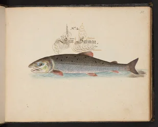 "En exakt naturlig beskrivning och avgränsning av vattenfåglar, fiskar, fyrfotade bestar, insekter och maskar, som finns i vattnet vid Strassburg [Strasbourg], som jag själv sköt och hanterade. Leonard Baldner, Fisher and Citizen i Strassburg ", c