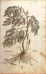 Sparris (Asparagus officinalis) av Leonhart Fuchs från De historia stirpium commentarii insignes (Notable Commentaries on the History of Plants), färgat gravyr.
