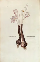 Höstkrokus (Autumn Colchicum) av Leonhart Fuchs från De historia stirpium commentarii insignes (Anmärkningsvärda kommentarer om växternas historia), färgstickad gravyr