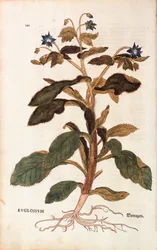 Gurkört - Borago officinalis (Buglossum) av Leonhart Fuchs från De historia stirpium commentarii insignes (Anmärkningsvärda kommentarer om växternas historia), färgstickad gravyr