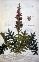 Botanisk platta: Acanthus eller Acanthus - i "The History of the Stirpium Commentaries" av Leonhart Fuchs