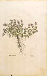 Breckland eller vild timjan (Thymus serpyllum), färggrafit av Leonhart Fuchs