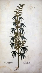 Cannabis Sativa (Hemp Cultivtive) - i "The History of Racism" av Leonhart Fuchs