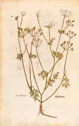 Kummin - Carum carvi (Caros) av Leonhart Fuchs från De historia stirpium commentarii insignes (Anmärkningsvärda kommentarer om växternas historia) färggravyr