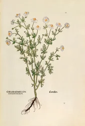 Kamomill - Matricaria chamomilla (Chamaemelum leucanthemum) av Leonhart Fuchs från De historia stirpium commentarii insignes (Anmärkningsvärda kommentarer om växternas historia), färgstickning