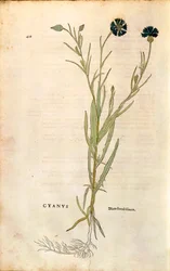 Blåklint (Centaurea cyanus) av Leonhart Fuchs från De historia stirpium commentarii insignes (Anmärkningsvärda kommentarer om växternas historia), färgstickad gravyr