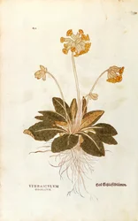 Cowslip - Primula veris officinalis (Verbasculum odoratum) av Leonhart Fuchs från De historia stirpium commentarii insignes (Anmärkningsvärda kommentarer om växternas historia), färgstickad gravyr