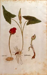 Cuckoo Pint eller italienska herrar och damer - Arum italicum (Arum) av Leonhart Fuchs från De historia stirpium commentarii insignes (Anmärkningsvärda kommentarer om växternas historia), färgstickad gravyr