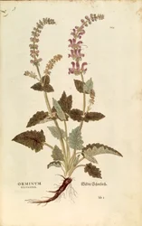Dragonmouth (Horminum eller Orminum sylvestre) av Leonhart Fuchs från De historia stirpium commentarii insignes (Anmärkningsvärda kommentarer om växternas historia), färgstickad gravyr