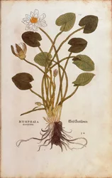 Europeisk vit näckros eller vit lotus - Nymphaea alba (Nymphaea candida) av Leonhart Fuchs från De historia stirpium commentarii insignes (Anmärkningsvärda kommentarer om växternas historia), färgstickad gravyr
