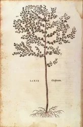 Europeisk lärk (Larix decidua) av Leonhart Fuchs från De historia stirpium commentarii insignes (Anmärkningsvärda kommentarer om växternas historia) färgstick