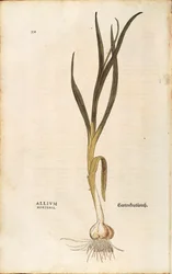 Vitlök - Allium sativum (Allium hortense) av Leonhart Fuchs från De historia stirpium commentarii insignes (Notable Commentaries on the History of Plants), kolorerad gravyr