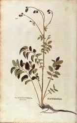 Stor brännskada - Sanguisorba officinalis (Sanguisorba major) av Leonhart Fuchs från De historia stirpium commentarii insignes (Anmärkningsvärda kommentarer om växternas historia) färggravyr