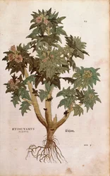 Henbane - Hyoscyamus niger (Hyoscyamus flavus) av Leonhart Fuchs från De historia stirpium commentarii insignes (Anmärkningsvärda kommentarer om växternas historia) färgstickad gravyr