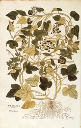 Murgröna (Hedera helix nigra aurea) av Leonhart Fuchs från De historia stirpium commentarii insignes (Anmärkningsvärda kommentarer om växternas historia), färgad gravyr