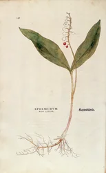 Liljekonvalj - Convallaria majalis (Icke-dödlig ephemerum) av Leonhart Fuchs från De historia stirpium commentarii insignes (Anmärkningsvärda kommentarer om växternas historia), färgstickad gravyr