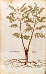 Lakrits eller lakrits (Glycyrrhiza glabra) av Leonhart Fuchs från De historia stirpium commentarii insignes (Anmärkningsvärda kommentarer om växternas historia) färggravyr