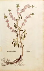 Mezereon - Daphne mezereum (Daphnoides) av Leonhart Fuchs från De historia stirpium commentarii insignes (Anmärkningsvärda kommentarer om växternas historia), färgstickad gravyr