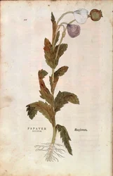 Opiumvallmo - Papaver somniferum (Papaver satiuum) av Leonhart Fuchs från De historia stirpium commentarii insignes (Anmärkningsvärda kommentarer om växternas historia), färgstickad gravyr