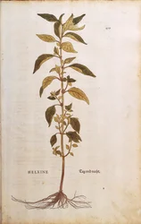 Pellitory-of-the-wall eller lichwort - Parietaria officinalis (Helxine) av Leonhart Fuchs från De historia stirpium commentarii insignes (Anmärkningsvärda kommentarer om växternas historia) färgstick