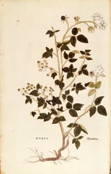 Tallrik: Dewberry (Rubus) av Leonhart Fuchs från De historia stirpium commentarii insignes (Anmärkningsvärda kommentarer om växternas historia), färgstickad gravyr