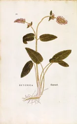 Lila betony eller biskopsört - Stachys officinalis (Betonica) av Leonhart Fuchs från De historia stirpium commentarii insignes (Anmärkningsvärda kommentarer om växternas historia) färggravyr