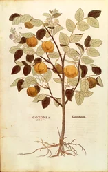 Quince - Cydonia oblonga (Cotonea malus) av Leonhart Fuchs från De historia stirpium commentarii insignes (Anmärkningsvärda kommentarer om växternas historia), färgstickad gravyr
