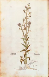 Rampion bellflower - Campanula rapunculus (Rapum sylvestre) av Leonhart Fuchs från De historia stirpium commentarii insignes (Anmärkningsvärda kommentarer om växternas historia) färgstickad gravyr