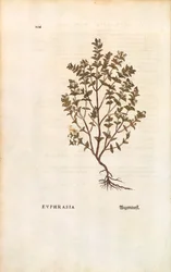 Röd ögontröst (Euphrasia officinalis) av Leonhart Fuchs från De historia stirpium commentarii insignes (Anmärkningsvärda kommentarer om växternas historia) färggravyr