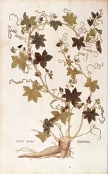 Röd bryony - Bryonia dioica (Vitis alba) av Leonhart Fuchs från De historia stirpium commentarii insignes (Anmärkningsvärda kommentarer om växternas historia), färgad gravyr