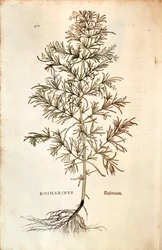 Rosmarin, Rosmarinus Officinalis (Rosmarinus). färgad gravyr