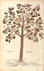 Småbladig lime - Tilia cordata (Tilia foemina) av Leonhart Fuchs från De historia stirpium commentarii insignes (Anmärkningsvärda kommentarer om växternas historia) färgstick