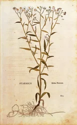 Sneezewort - Achillea ptarmica (Ptarmice) av Leonhart Fuchs från De historia stirpium commentarii insignes (Anmärkningsvärda kommentarer om växternas historia) färggravyr