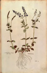 Speedwell - Veronica officinalis eller Compact blue speedwell - Veronica allionii (Chamaedrys vulgaris mas) av Leonhart Fuchs från De historia stirpium commentarii insignes (Anmärkningsvärda kommentarer om växternas historia) färggravyr