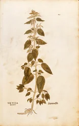 Brännnässla - Urtica dioica (Urtica maior) av Leonhart Fuchs från De historia stirpium commentarii insignes (Anmärkningsvärda kommentarer om växternas historia), färgstickad gravyr