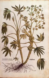 Stinkande hällborra eller dyngört - Helleborus foetidus (Helleborus niger adulterinus sylvestris) av Leonhart Fuchs från De historia stirpium commentarii insignes (Anmärkningsvärda kommentarer om växternas historia), färgstickad gravyr