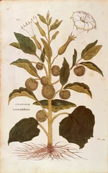 Törnäpple eller jimson ogräs - Datura stramonium (Stramonia) av Leonhart Fuchs från De historia stirpium commentarii insignes (Anmärkningsvärda kommentarer om växternas historia), färgad gravyr