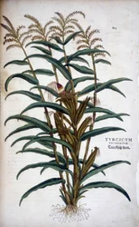 Turkish Wheat (Mis) - i "The "Notable Commentary on the History of Racism" av Leonhart Fuchs