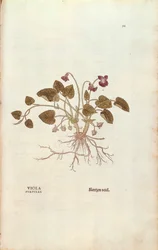 Viol (Viola odorata) av Leonhart Fuchs från De historia stirpium commentarii insignes (Anmärkningsvärda kommentarer om växternas historia), färgstickad gravyr