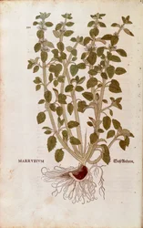 White Horehound (Marrubium vulgare) av Leonhart Fuchs från De historia stirpium commentarii insignes (Anmärkningsvärda kommentarer om växternas historia) färgstickad gravyr