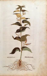Vit svalört - Cynanchum vincetoxicum (Asclepias) av Leonhart Fuchs från De historia stirpium commentarii insignes (Anmärkningsvärda kommentarer om växternas historia) färggravyr