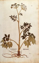 Wild Angelica (Angelica sylvestris) av Leonhart Fuchs från De historia stirpium commentarii insignes (Anmärkningsvärda kommentarer om växternas historia) färgstickad gravyr