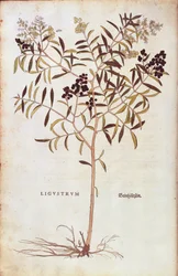 Vild liguster (Ligustrum vulgare) av Leonhart Fuchs från De historia stirpium commentarii insignes (Anmärkningsvärda kommentarer om växternas historia) färgstickad gravyr