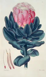 Protea speciosa, Perigonia pistillum (pl.12) från `Thesaurus Botanicus