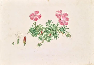Alpnejlika (Dianthus alpinus)