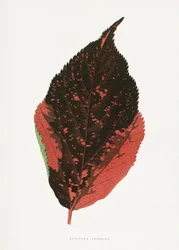 Illustration av Acalypha Tricolor-bladet